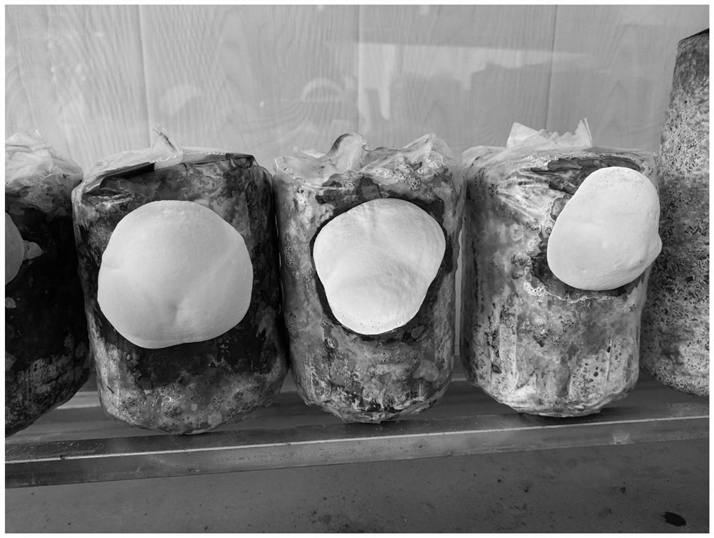 The Method of Substituting Phellinus Phellinus for Stereo-Culture with Ding-shaped Deep Mouth Double Membrane