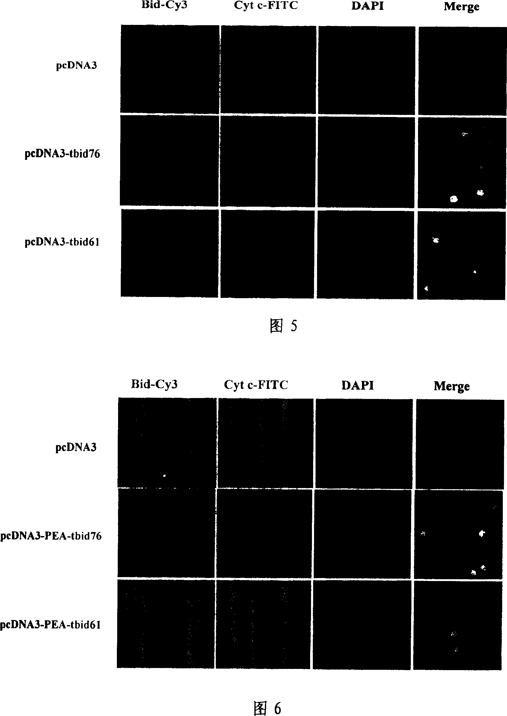 Immune tbid gene and its coded protein and application