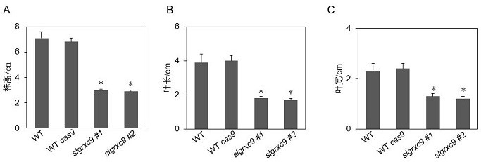 Tomato glutaredoxin SlGRXC9 gene and application thereof