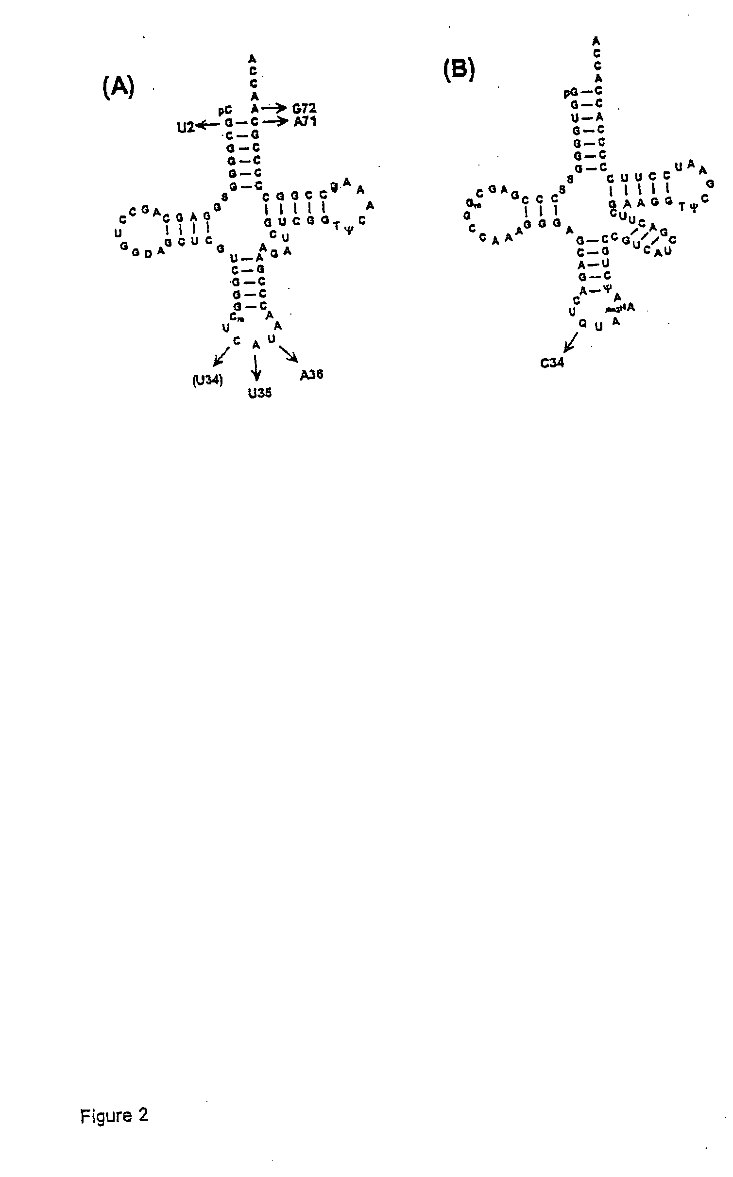 Orthogonal suppressor tRNAs and aminoacyl-tRNA synthetases and uses thereof