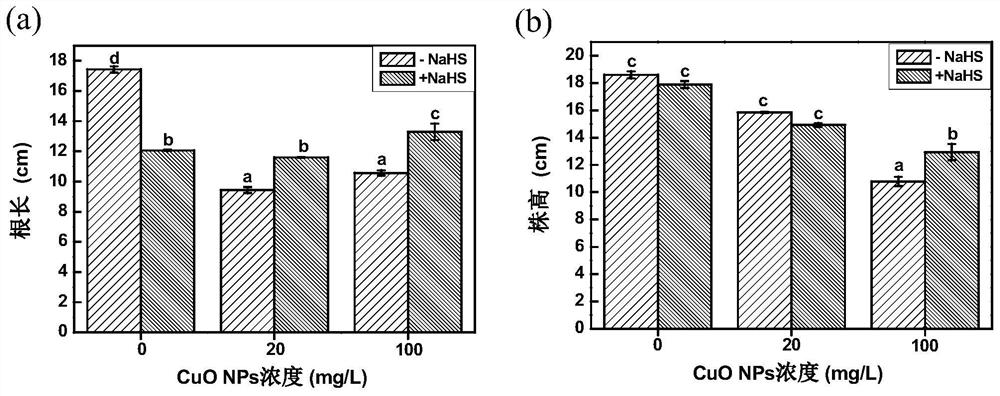 Application of nahs in alleviating the stress effect of cuo NPs on tomato seedlings