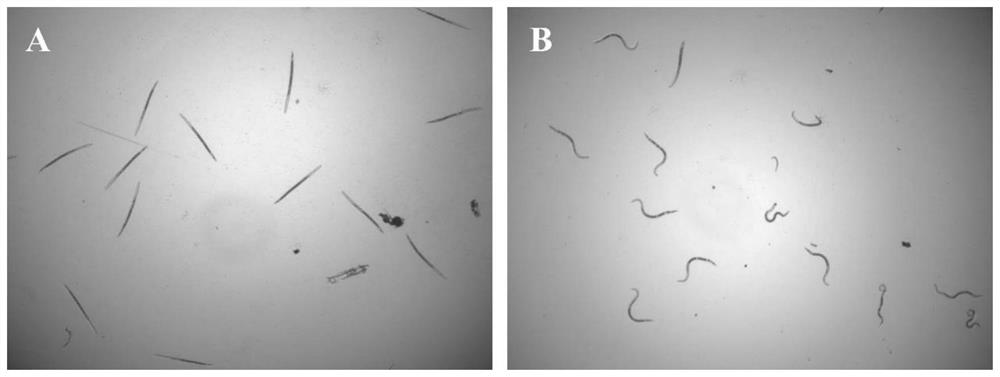 Application of propanamide in preparation of nematicidal preparations