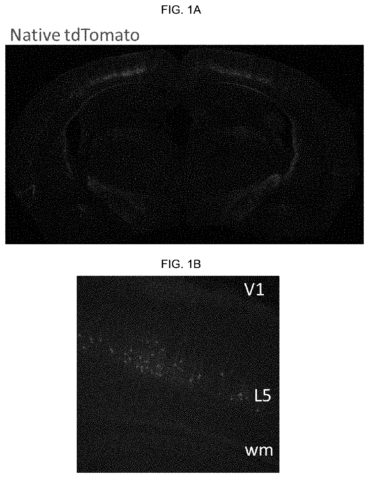 Artificial expression constructs for selectively modulating gene expression in excitatory cortical neurons