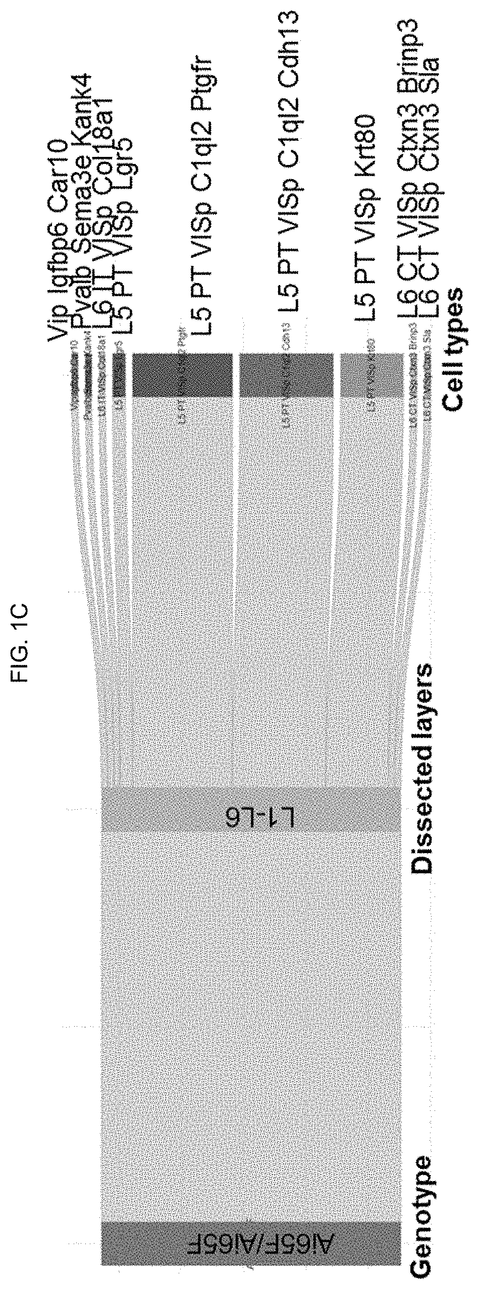 Artificial expression constructs for selectively modulating gene expression in excitatory cortical neurons