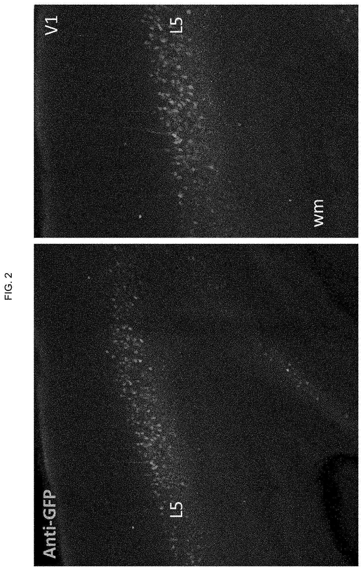 Artificial expression constructs for selectively modulating gene expression in excitatory cortical neurons