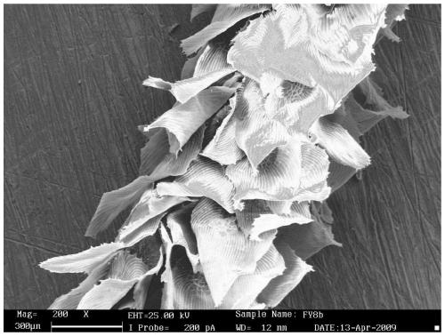 A method for evaluating DNA damage of plants by detecting radioactive gas radon by using Usnea