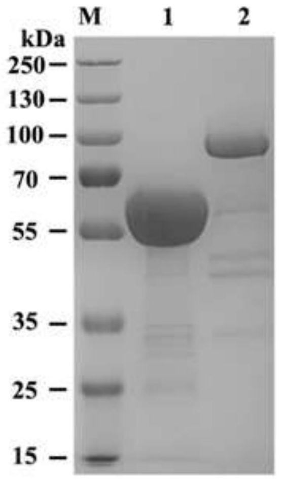 Bispecific antibody targeting CD96 as well as preparation method and application of bispecific antibody