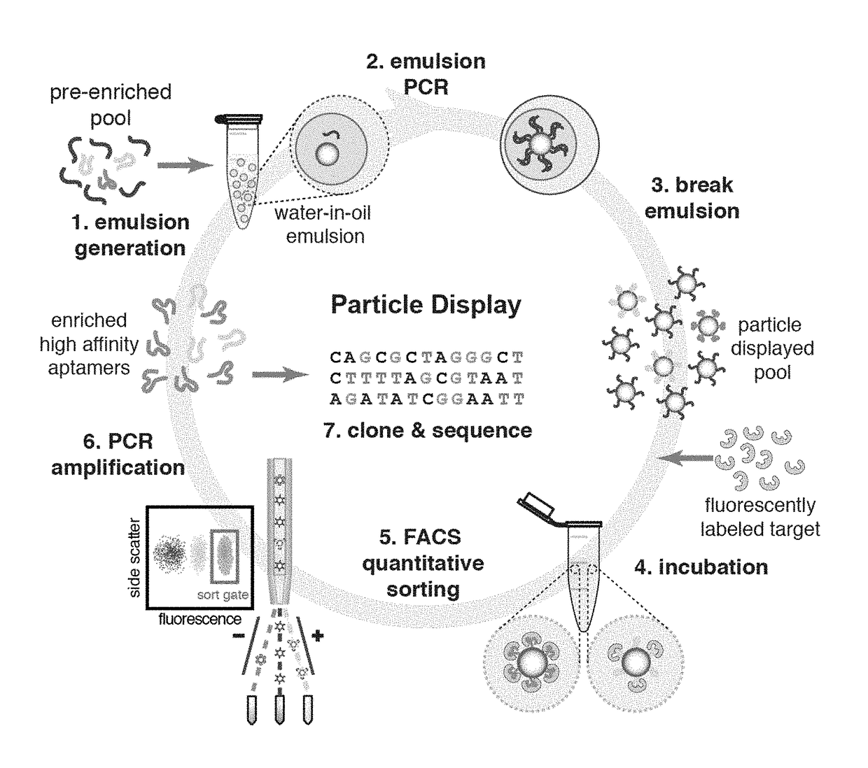 Screening of nucleic acid agents via particle display