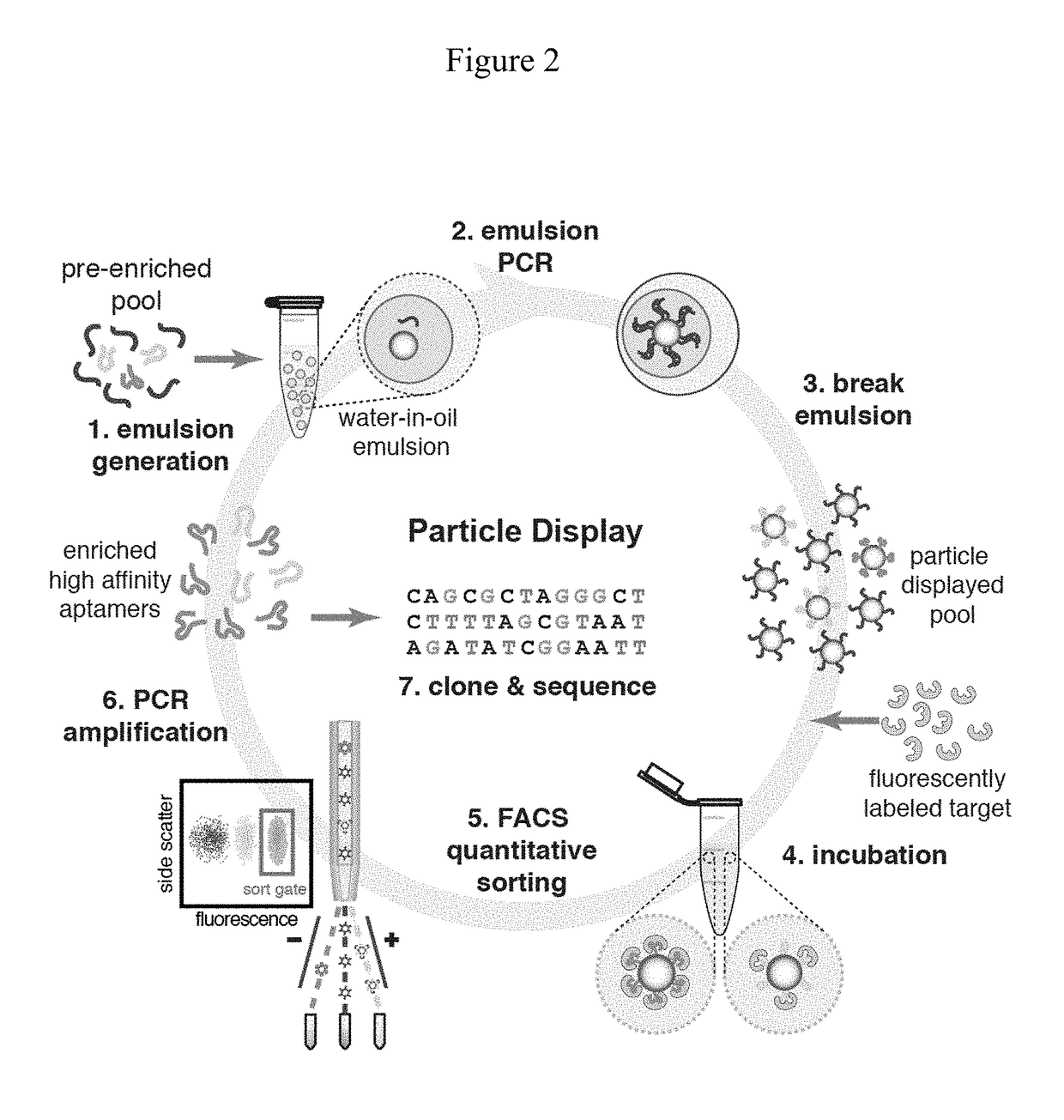 Screening of nucleic acid agents via particle display