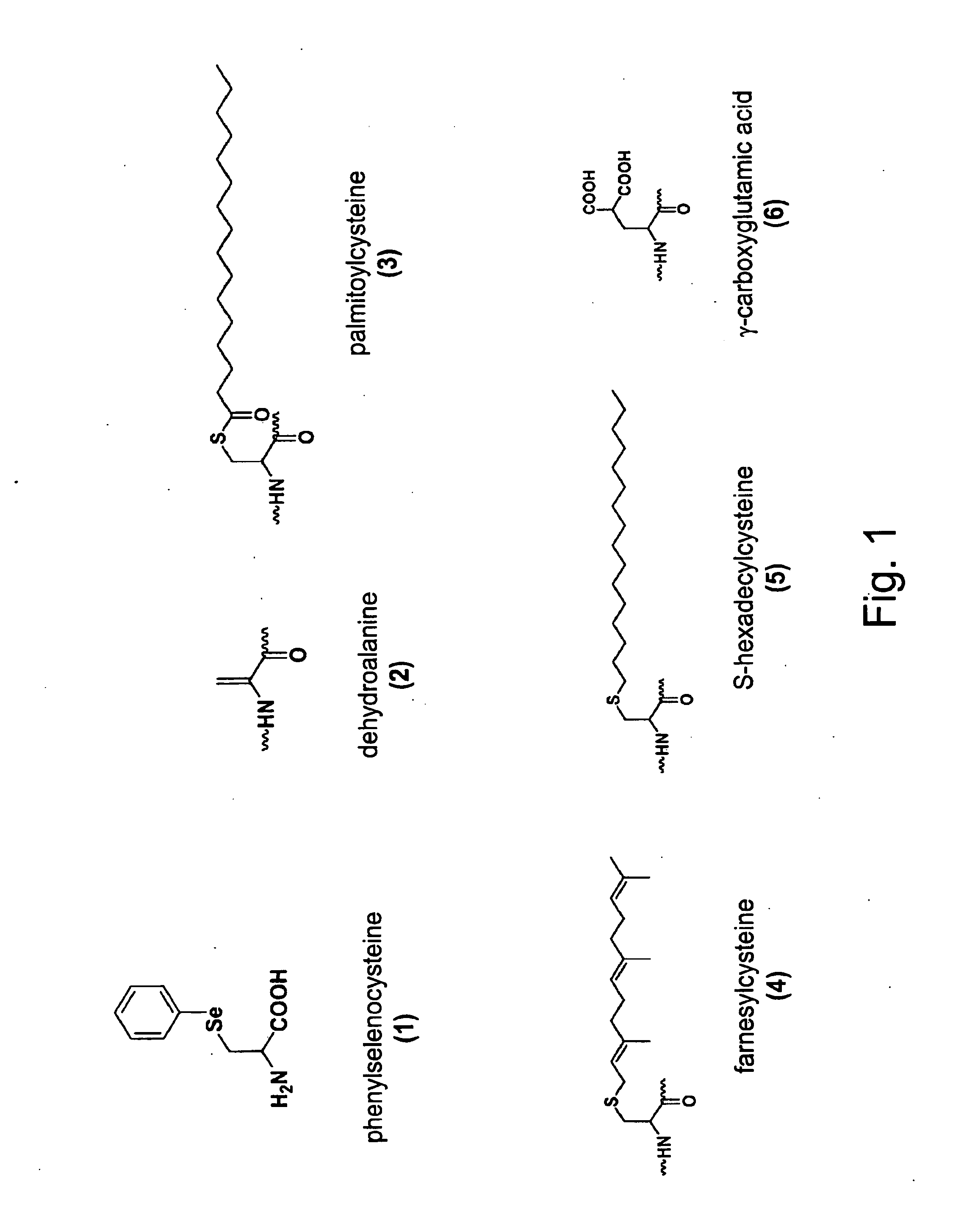 Genetically Programmed Expression of Proteins