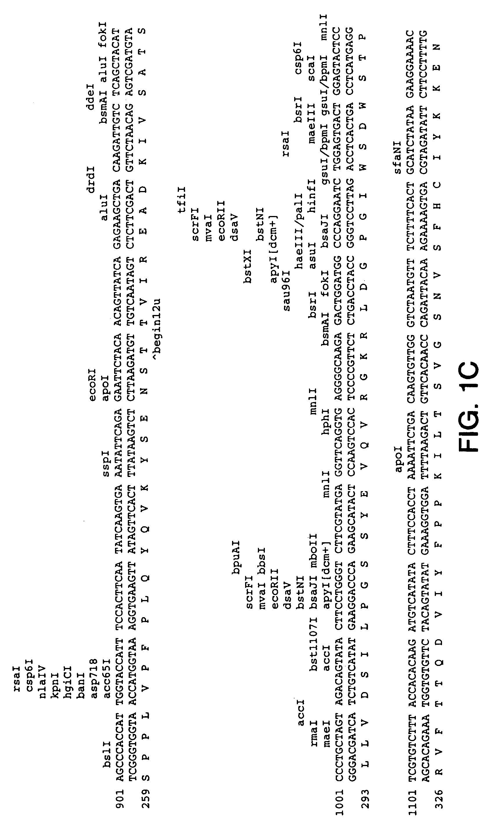 Method for enhancing proliferation or differentiation of a cell using ob protein