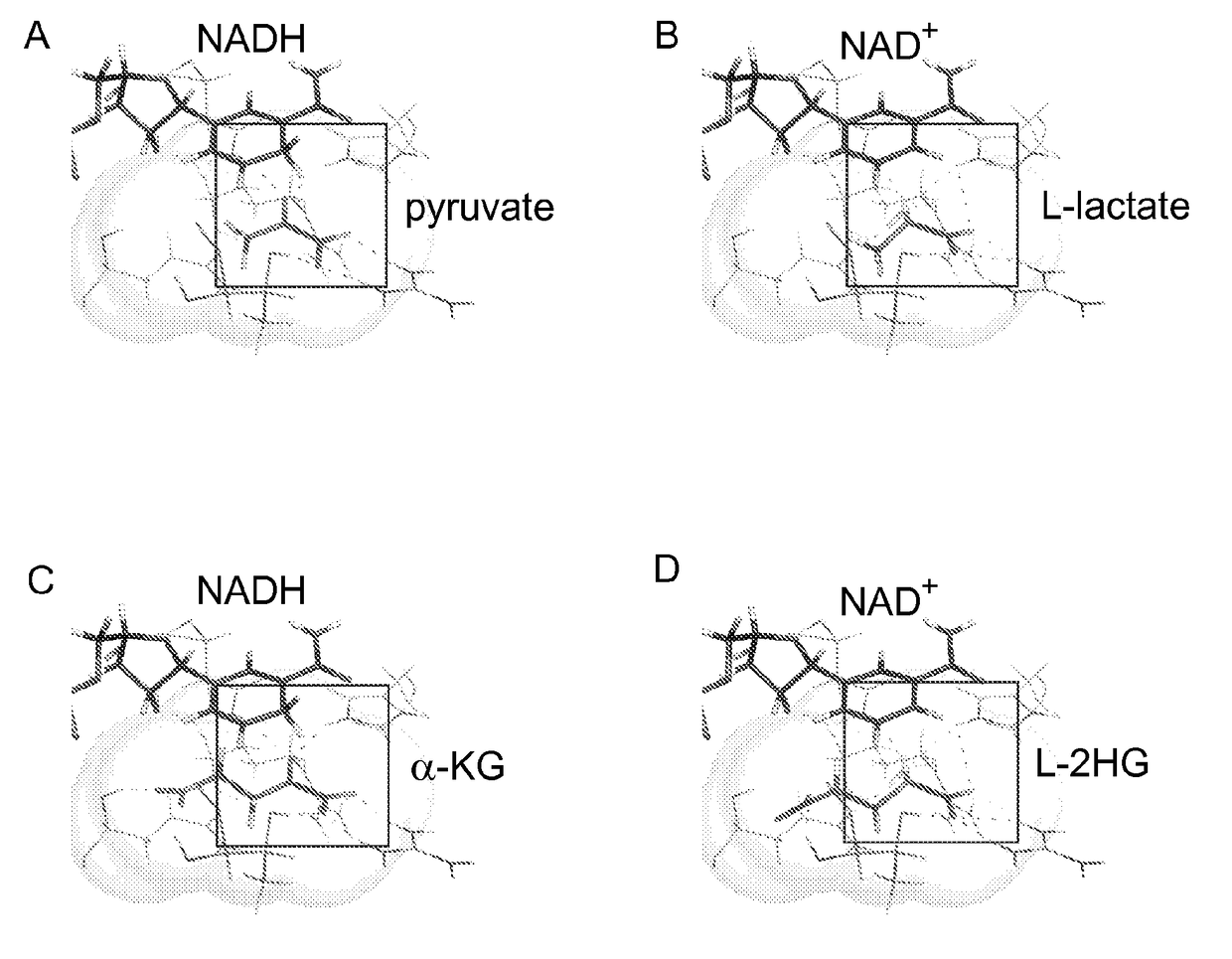 L-2-hydroxyglutarate and stress induced metabolism