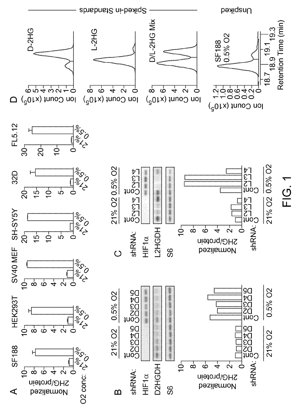 L-2-hydroxyglutarate and stress induced metabolism