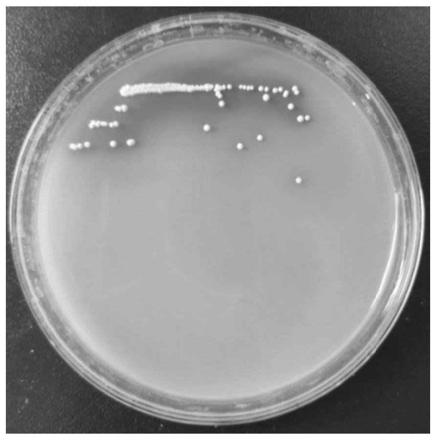 Lactobacillus plantarum 360 with function of regulating intestinal flora and application of lactobacillus plantarum 360