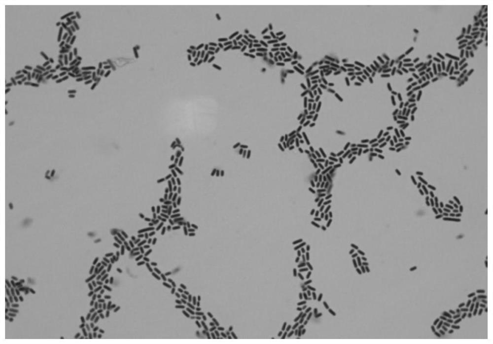 Lactobacillus plantarum 360 with function of regulating intestinal flora and application of lactobacillus plantarum 360