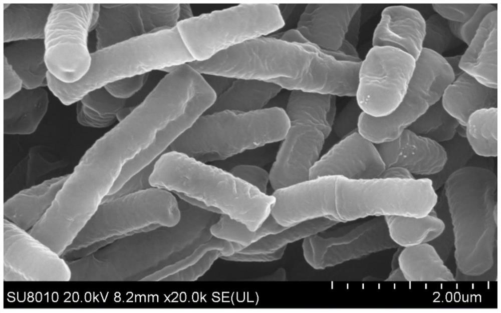 Lactobacillus plantarum 360 with function of regulating intestinal flora and application of lactobacillus plantarum 360