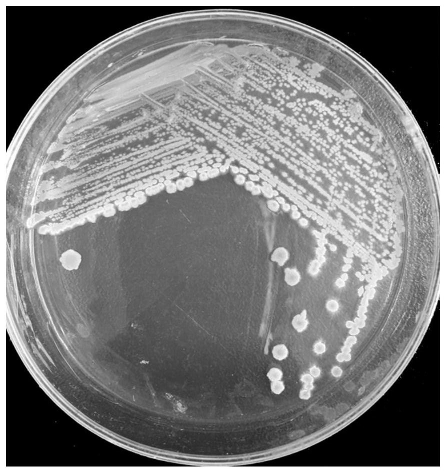 A strain of Bacillus licheniformis Umami No. 1 with the ability to inhibit the formation of earthy smell substances in aquatic products and its application