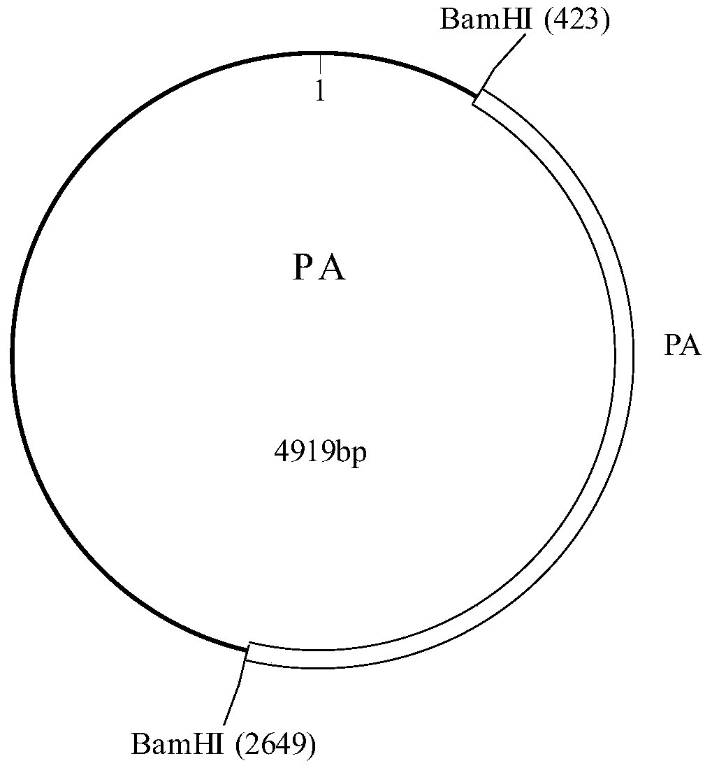 A set of polynucleotides, methods and kits for the detection of Bacillus anthracis