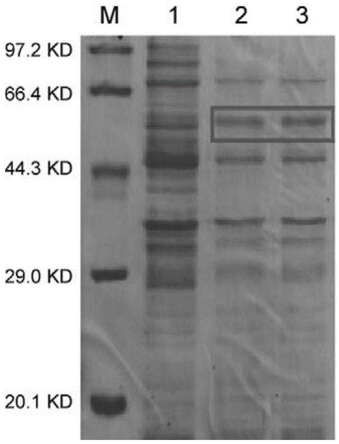 F85-20 protein, coding gene thereof and application of F85-20 protein as beta-glucosidase