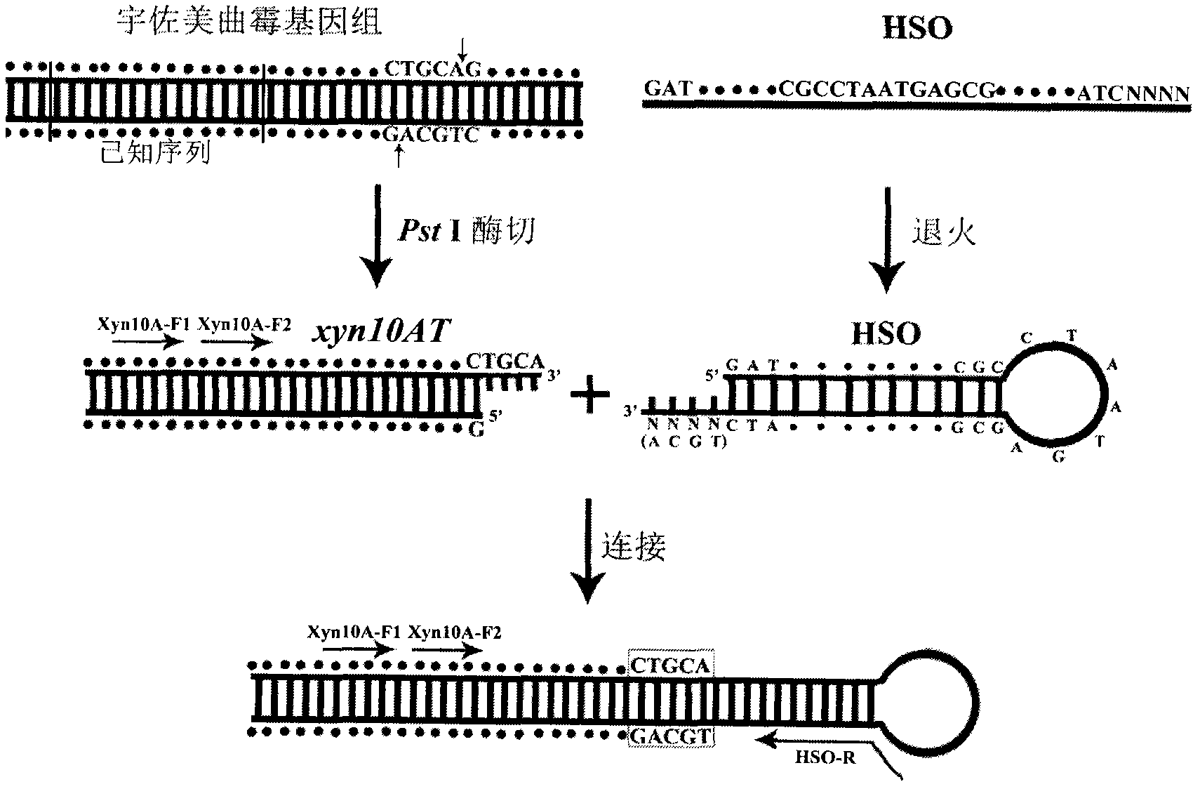 Hairpin structure-mediated method for determining unknown sequence of 3'-end flanking region