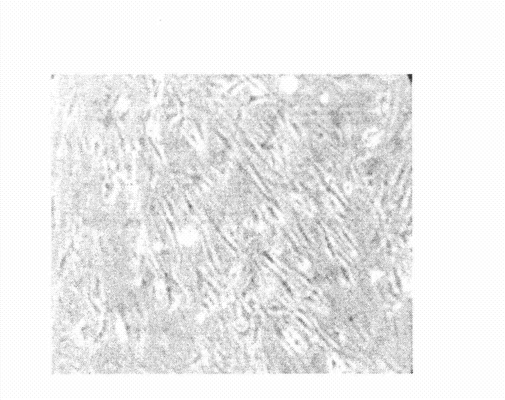 Kit for separating culture of olfactory ensheathing cells