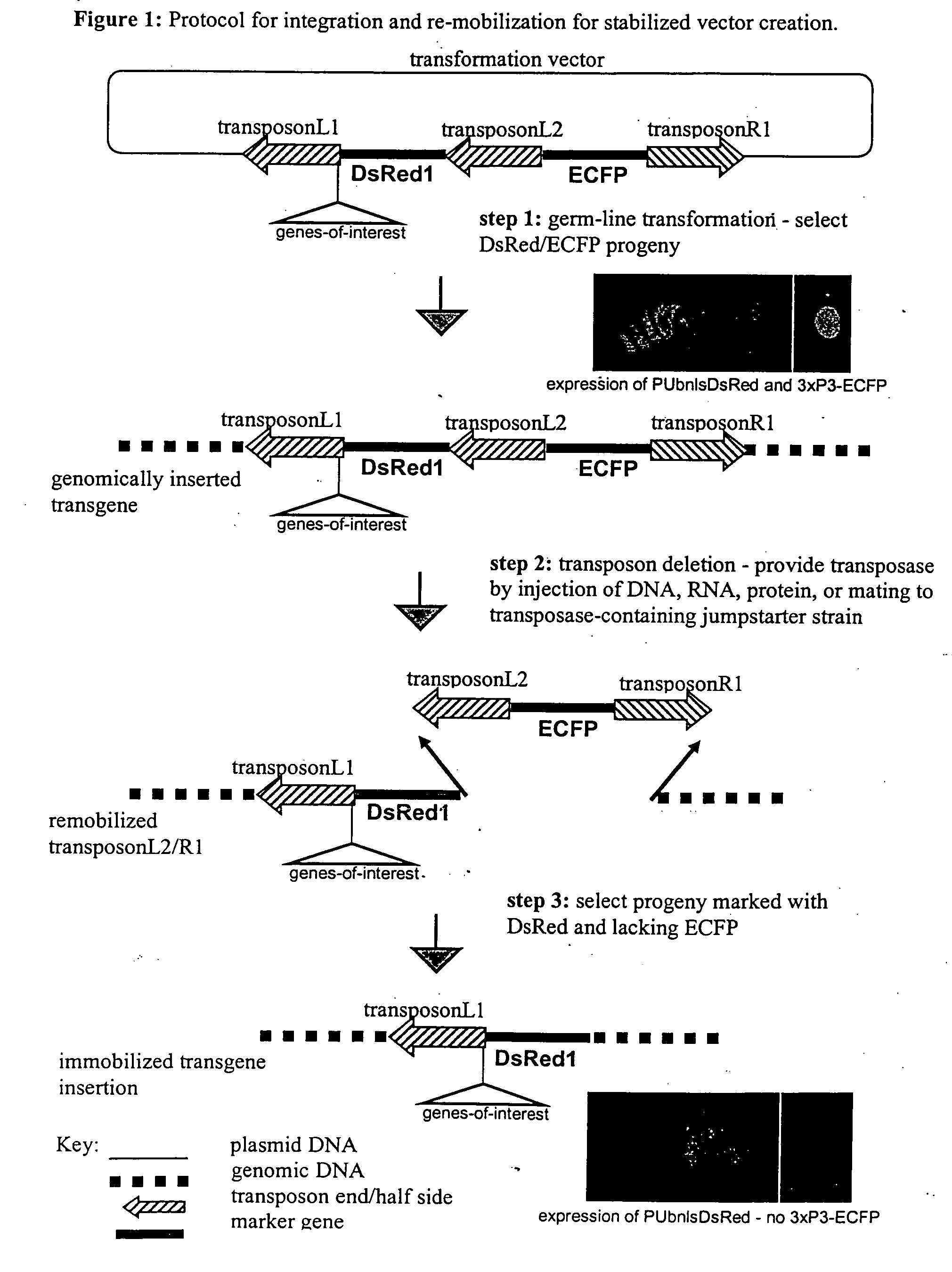 Systems for gene targeting and producing stable genomic transgene insertions