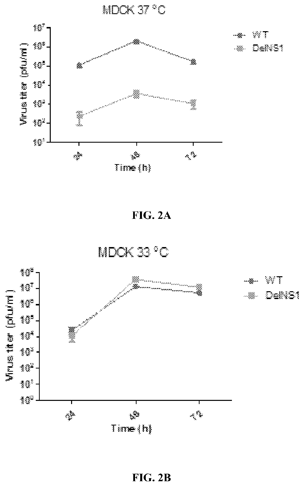 Live attenuated influenza b virus compositions methods of making and using thereof