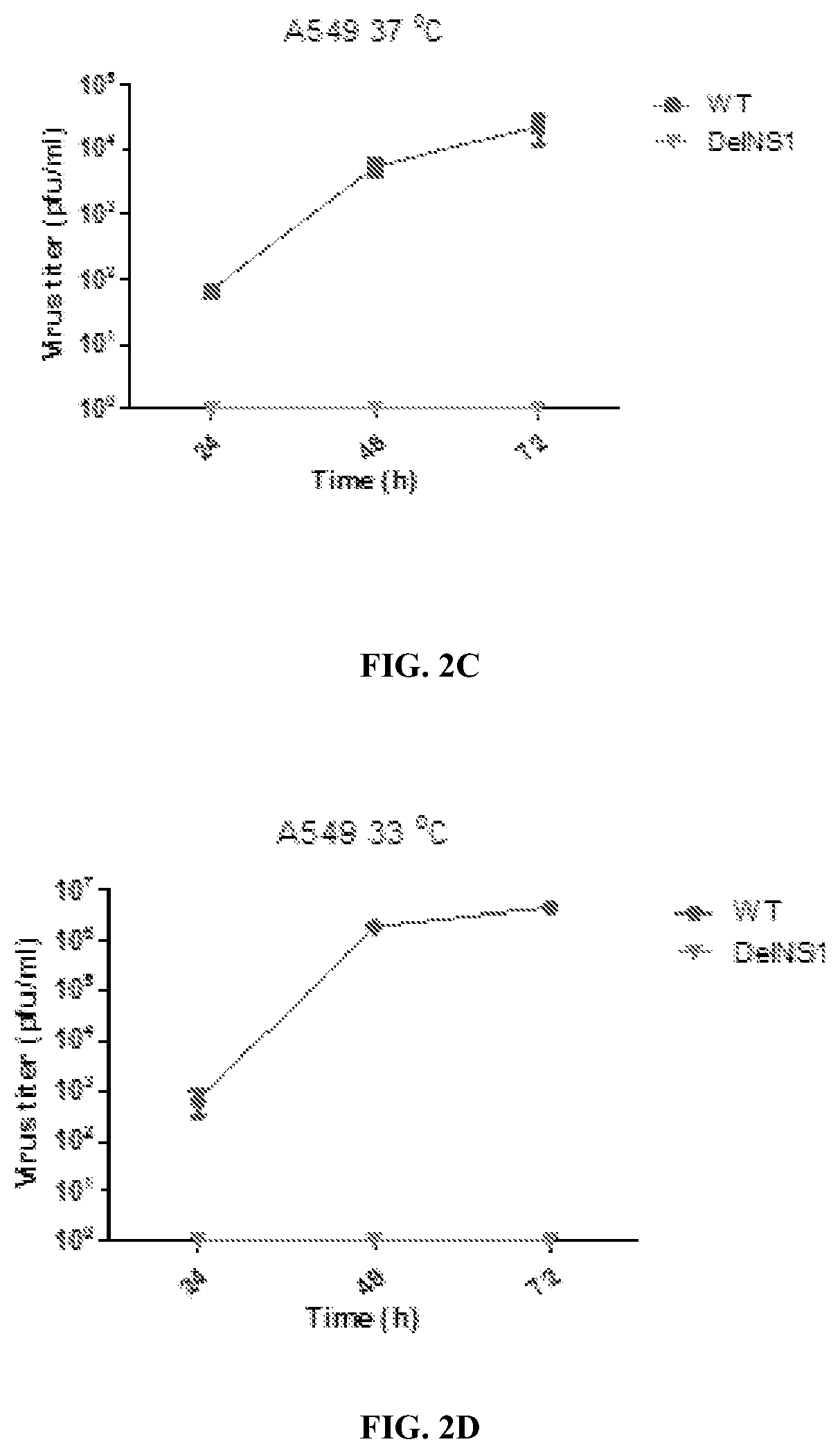 Live attenuated influenza b virus compositions methods of making and using thereof