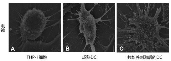 A kind of establishment method of the eamg mouse model of immunoenhancement