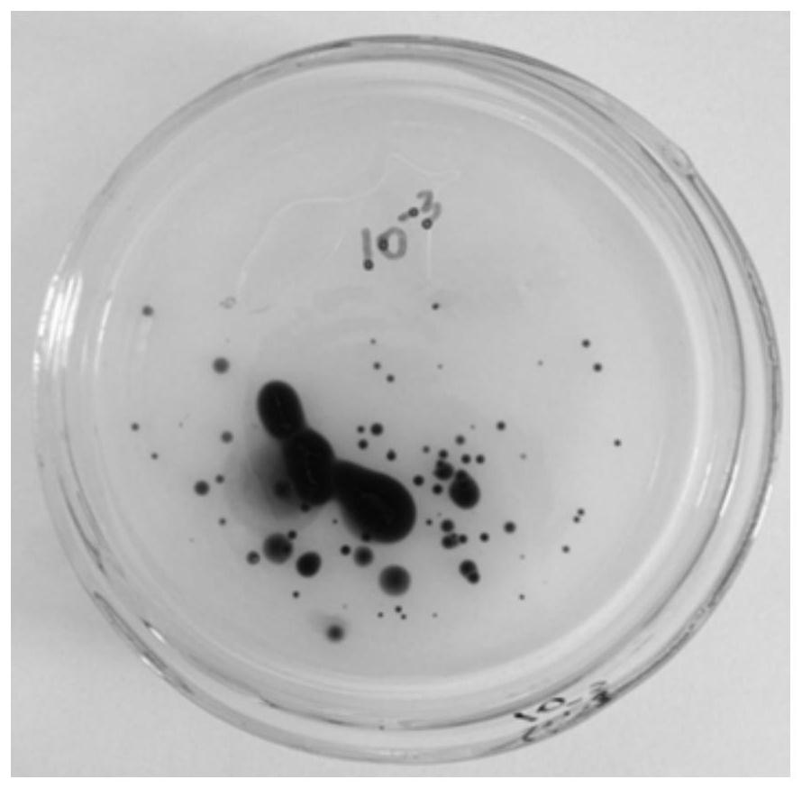 Culture method of sulfate-reducing bacterial strain, sulfate-reducing bacterial strain and application