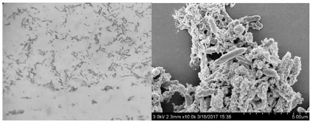 Culture method of sulfate-reducing bacterial strain, sulfate-reducing bacterial strain and application