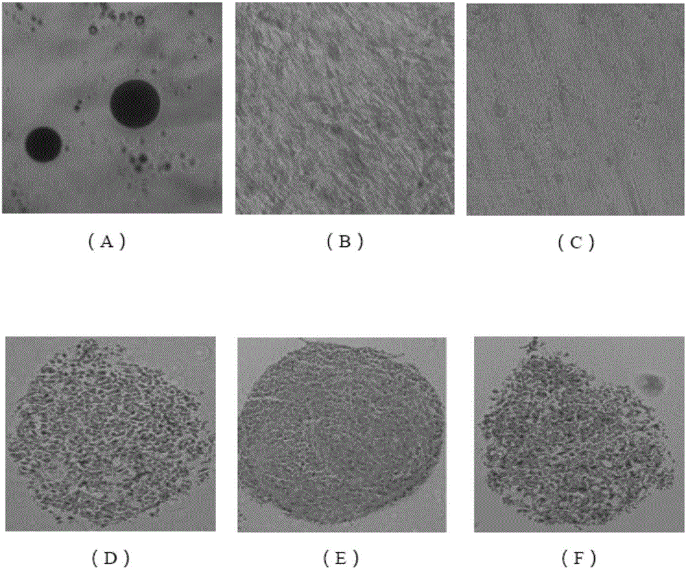 Method for obtaining decidua basalis mesenchymal stem cells and kit