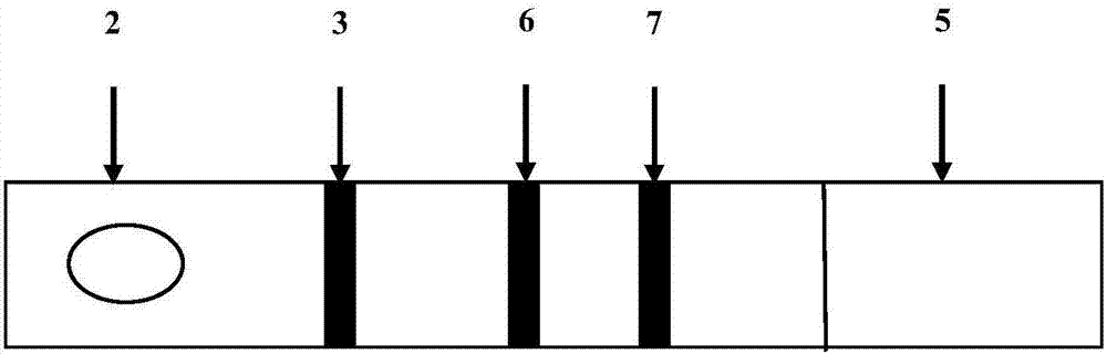 Colloidal gold test strip for detecting carcinoma of urinary bladder and preparation method of colloidal gold test strip