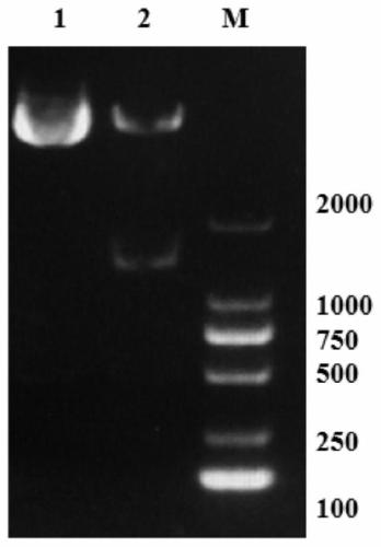 Chimeric antigen receptor and its gene and recombinant expression vector, carmsln-nkt cell and its preparation method and application