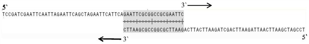 A dna molecular weight standard fragment amplification single-stranded primer, amplification method and preparation method of dna molecular weight standard