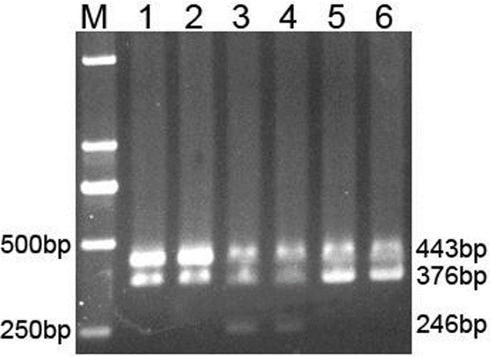 Primer for detecting trichothecene group B-class toxin of fusaria through PCR and application of primer
