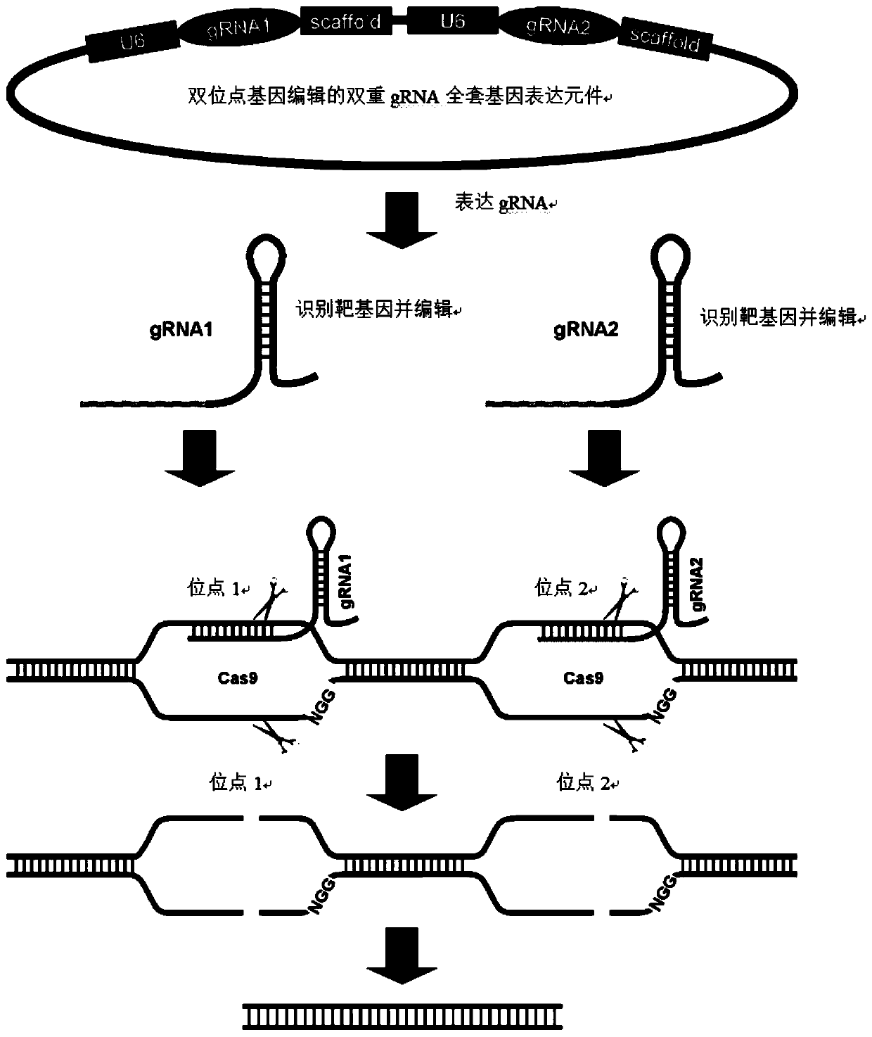 Dual gRNA (guide Ribonucleic Acid) gene expression element and construction method and application thereof