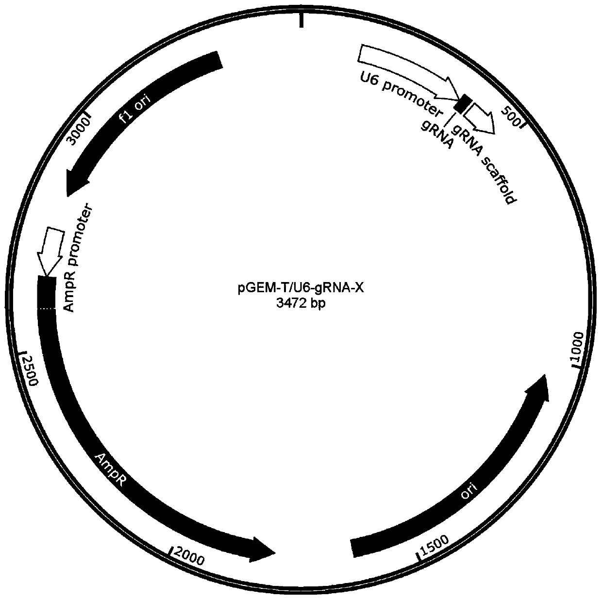 Dual gRNA (guide Ribonucleic Acid) gene expression element and construction method and application thereof