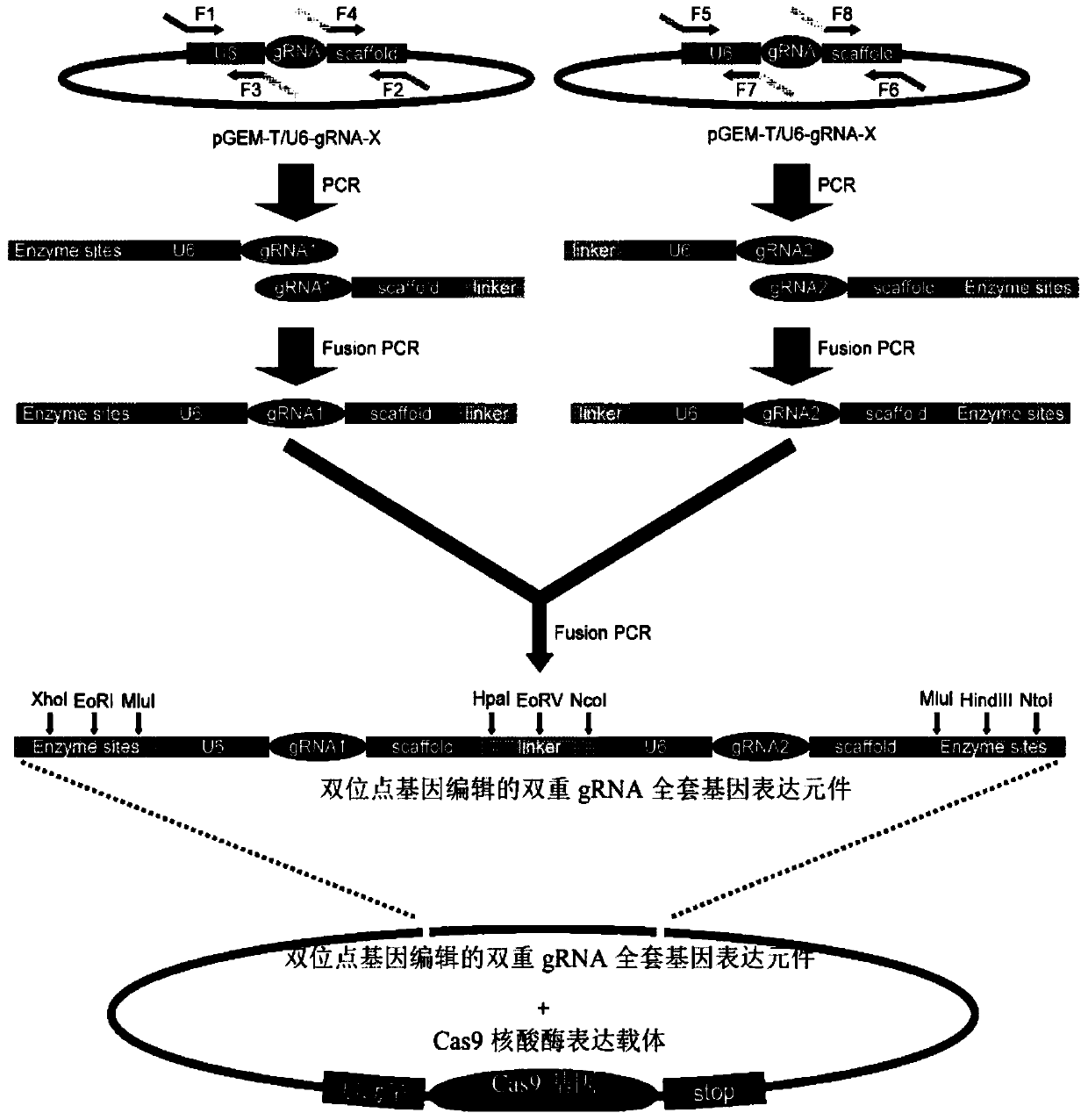 Dual gRNA (guide Ribonucleic Acid) gene expression element and construction method and application thereof