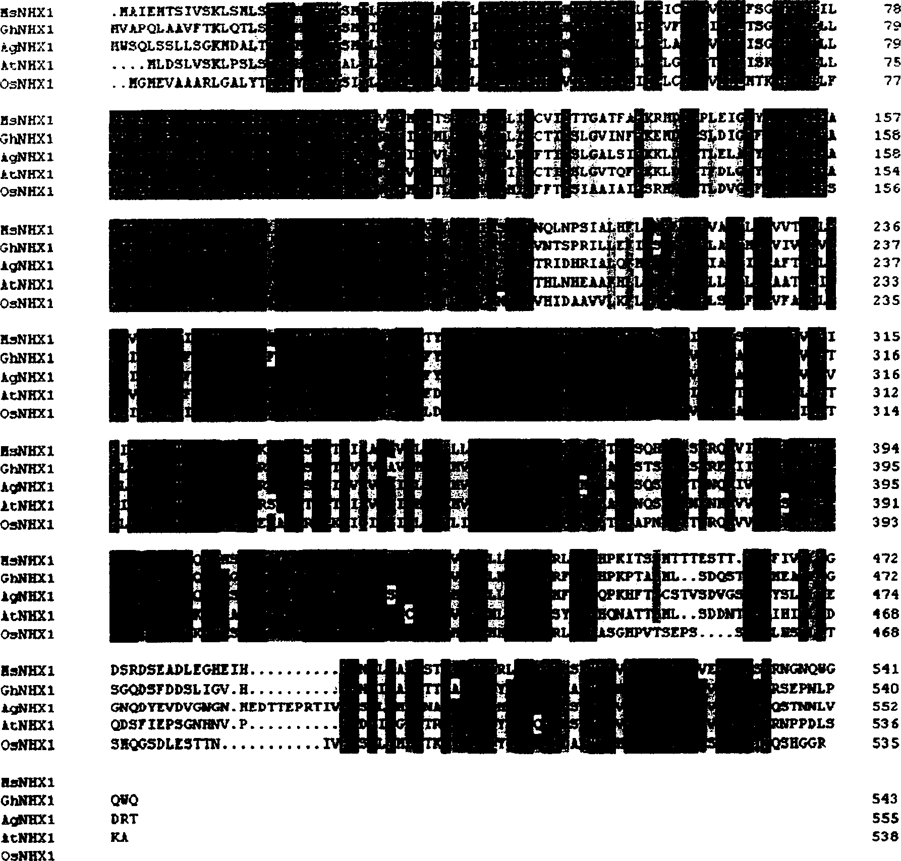 Alfalfa Na+/H+ reverse transport protein gene and its clone and use