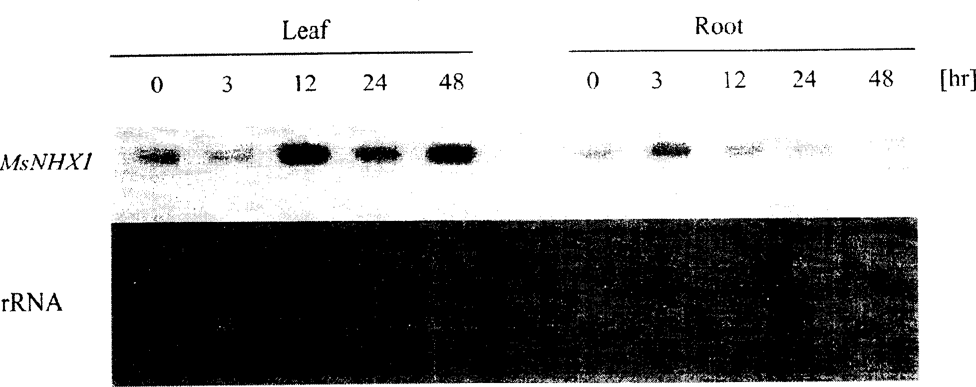 Alfalfa Na+/H+ reverse transport protein gene and its clone and use