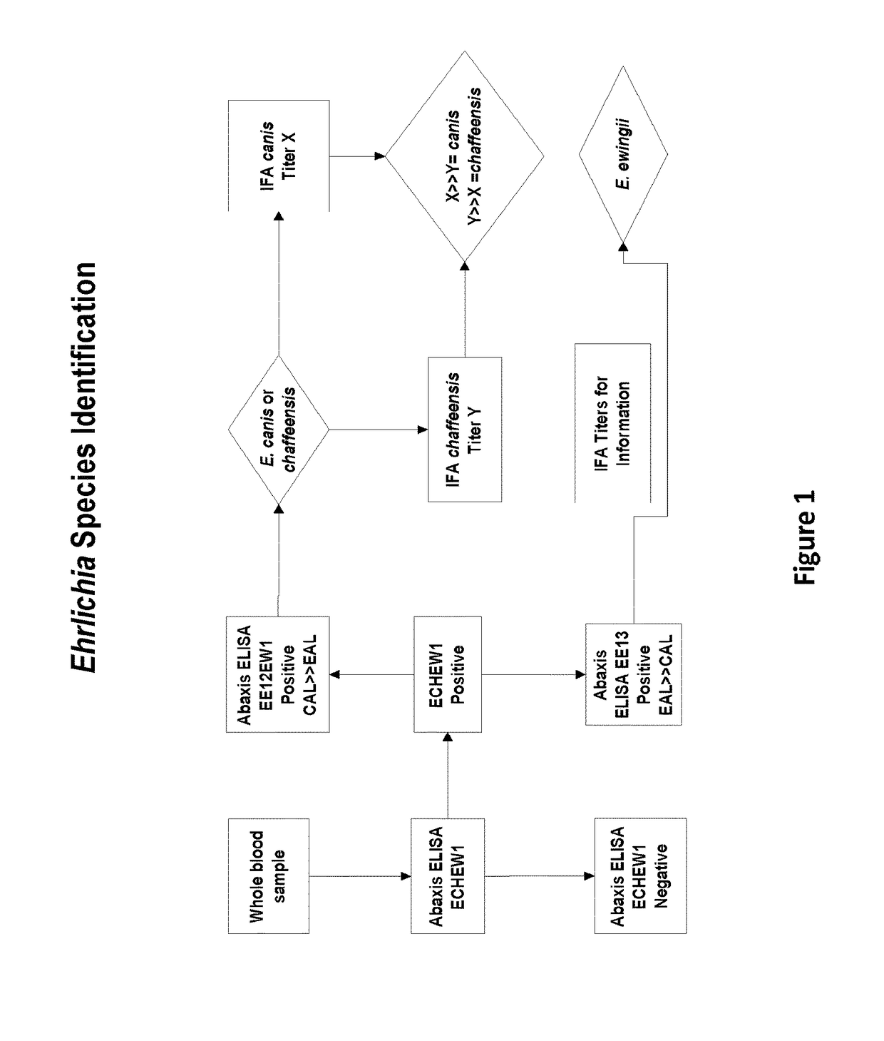 Compositions and methods for identifying <i>Ehrlichia </i>species