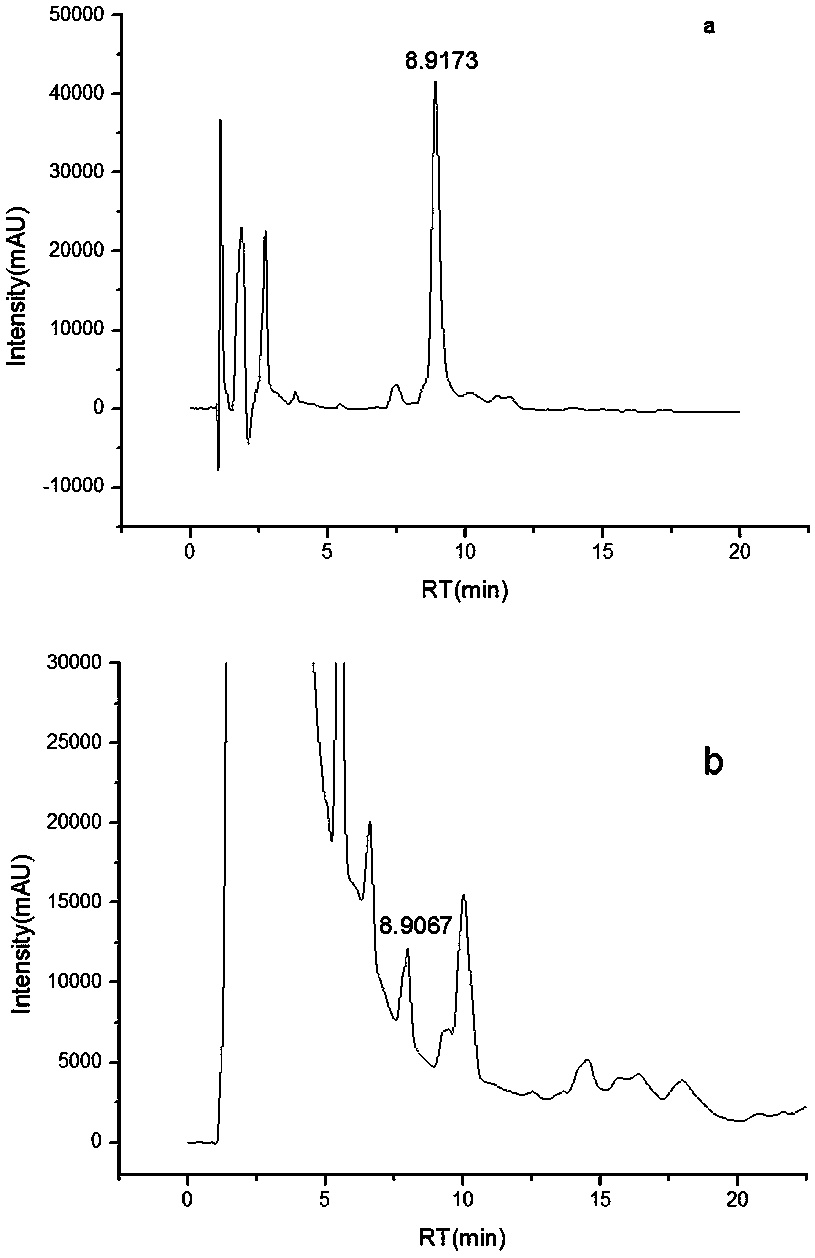 Liriope spicate endogenous schizophyllum fungus and application thereof to preparation of steroid saponin