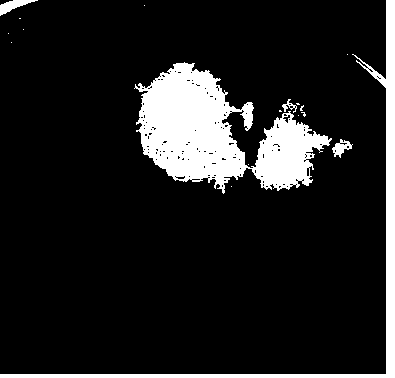 Liriope spicate endogenous schizophyllum fungus and application thereof to preparation of steroid saponin