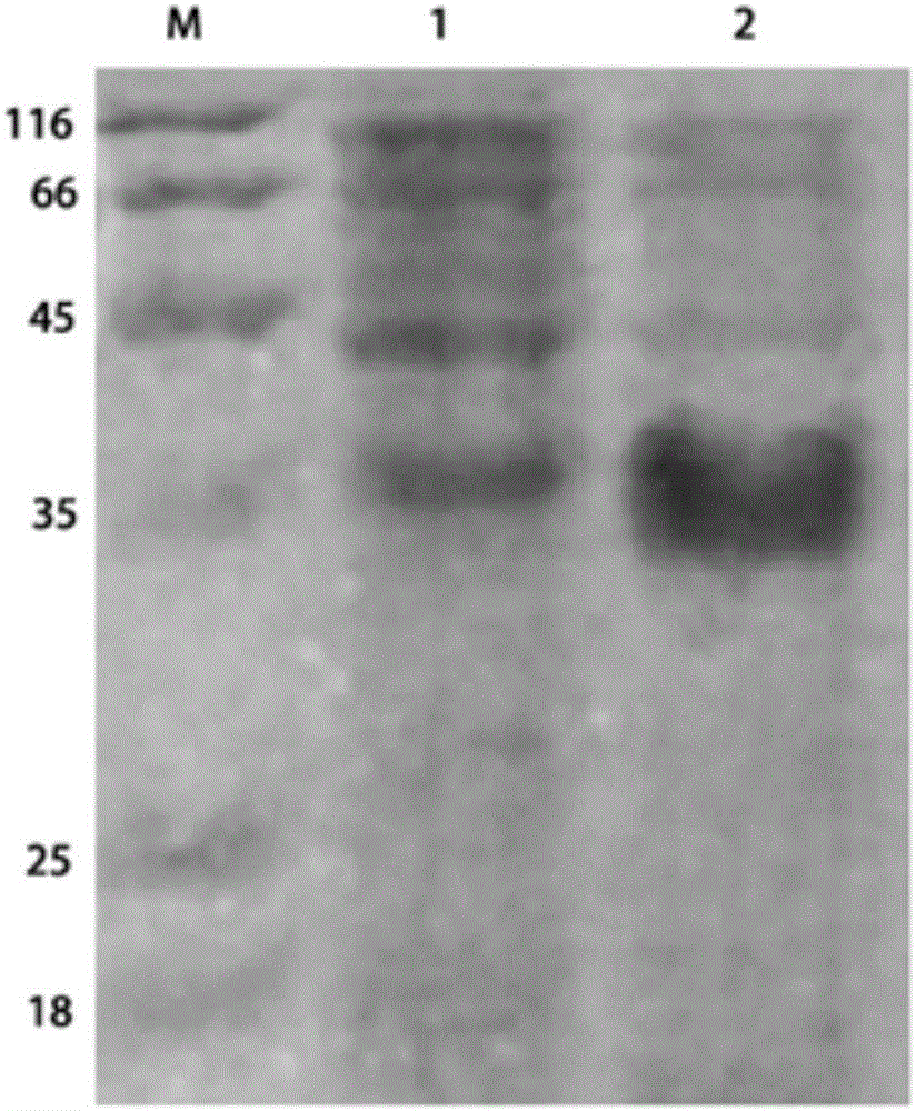 HPV16E7 protein nano-antibody as well as preparation method and application thereof
