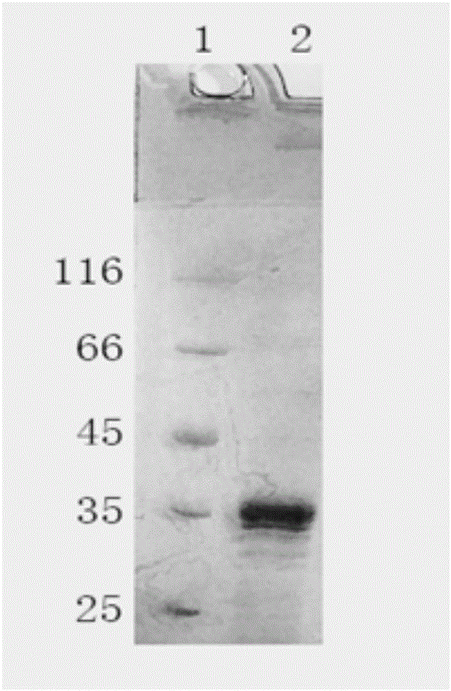 HPV16E7 protein nano-antibody as well as preparation method and application thereof