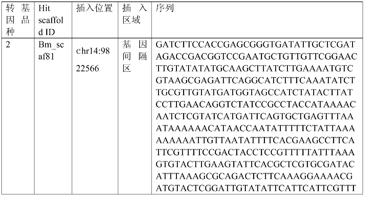 Bombyx mori middle silk gland bioreactor dual-promoter universal plasmid for expressing t4 ligase and its application and method