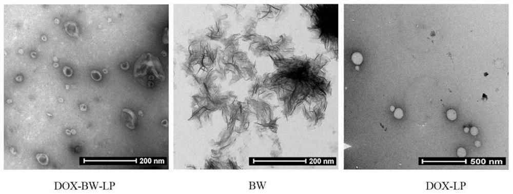 Preparation method and application of a kind of bacterial wall modified liposome carrying doxorubicin