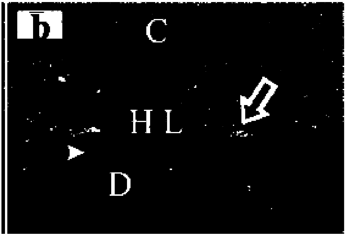 Dental resin adhesive containing unsaturated fatty acid polyphenolic amide derivatives