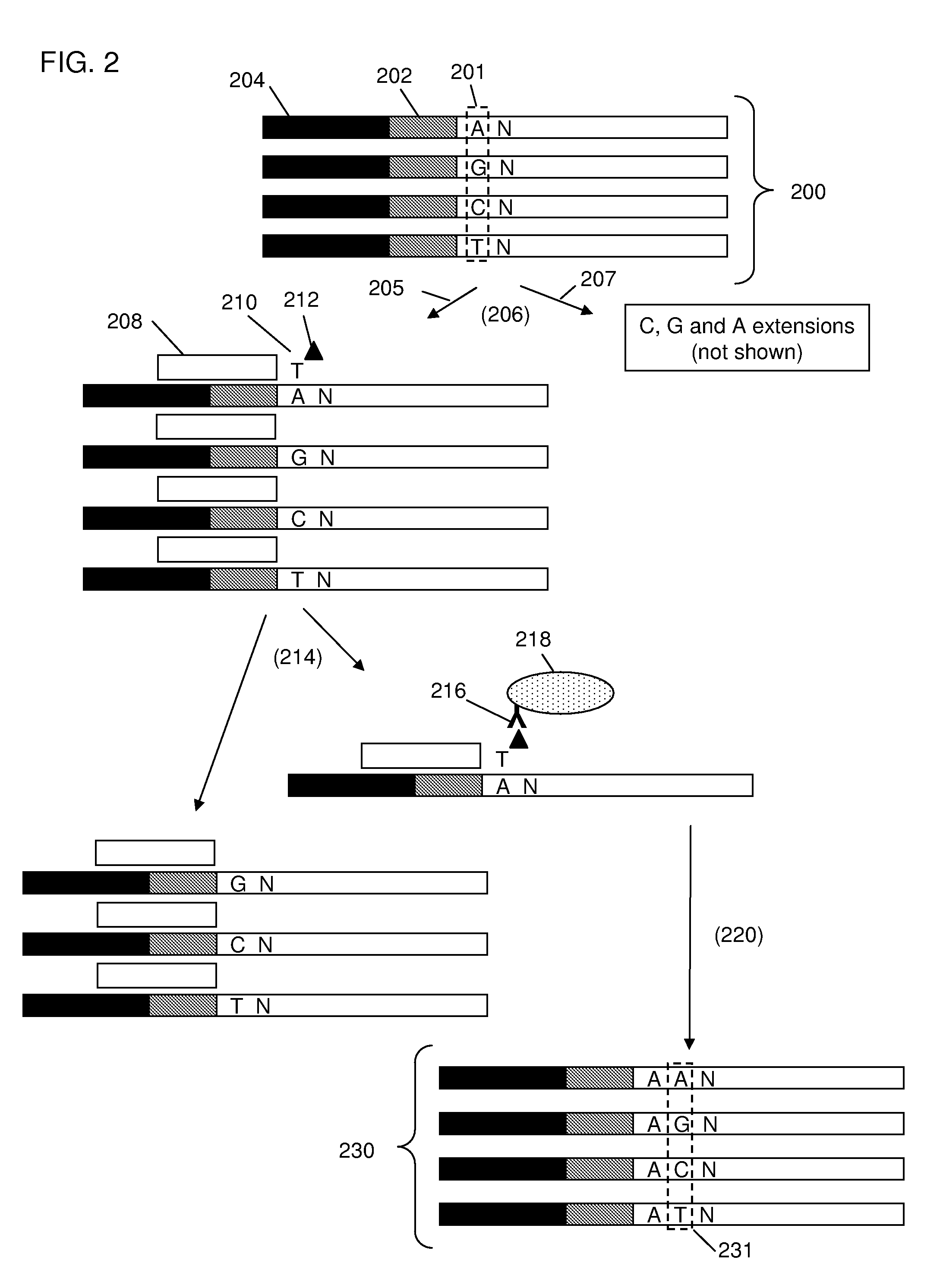 Methods and compositions for reducing the complexity of a nucleic acid sample